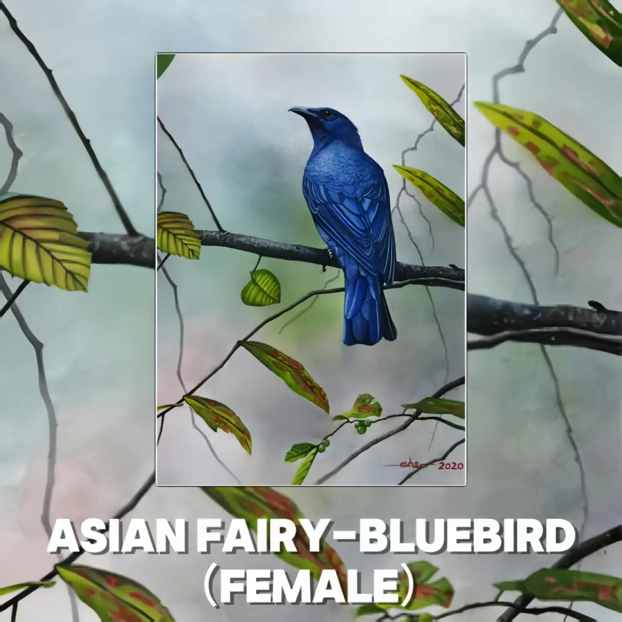 Postcards - Malaysia's Birds Collection (Series 2)