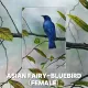 Postkarten - Malaysias Vogelkollektion (Serie 2)
