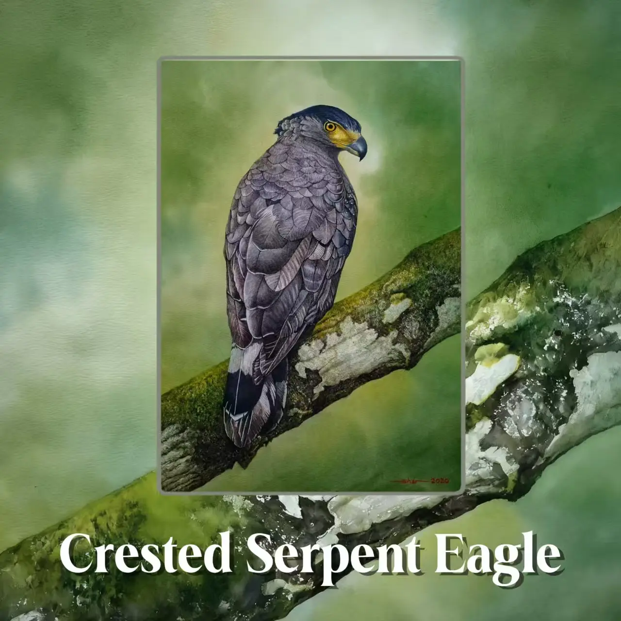 Postcards - Taiping's Birds Collection