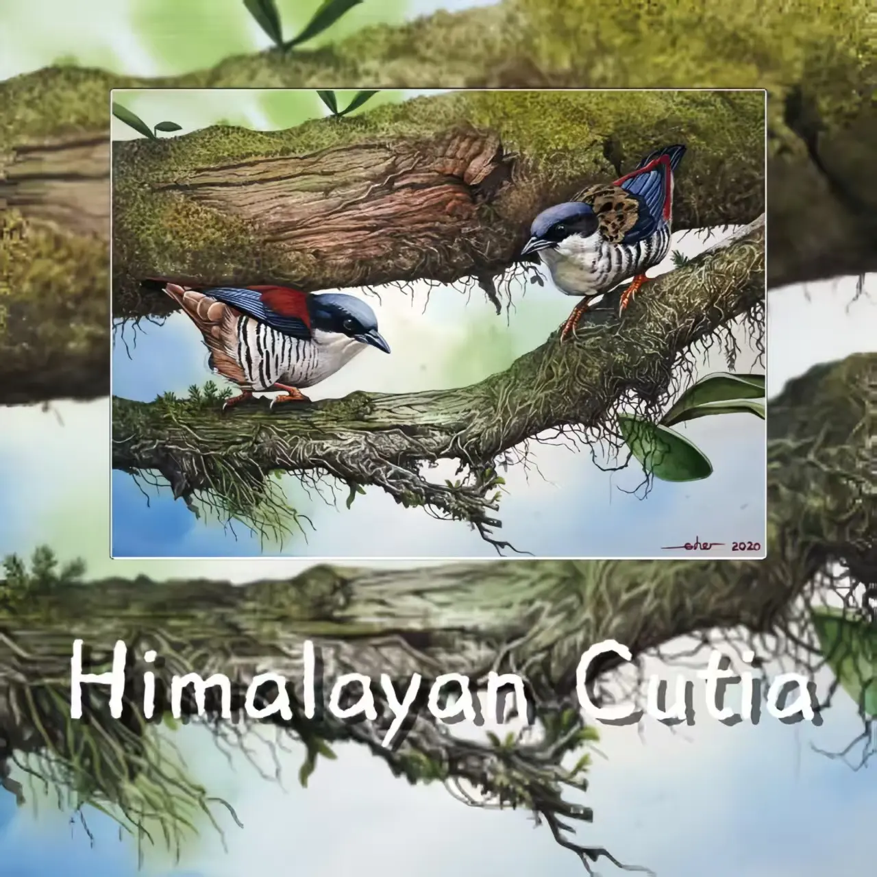 Postcards - Malaysia's Birds Collection (Series 3)