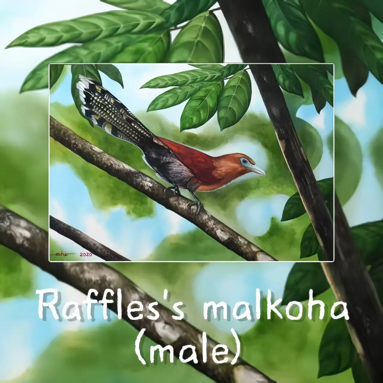 Postcards - Malaysia's Birds Collection (Series 3)