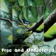 Postkarten - Malaysias Vogelkollektion (Serie 1)