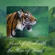Cartes postales - Collection Faune