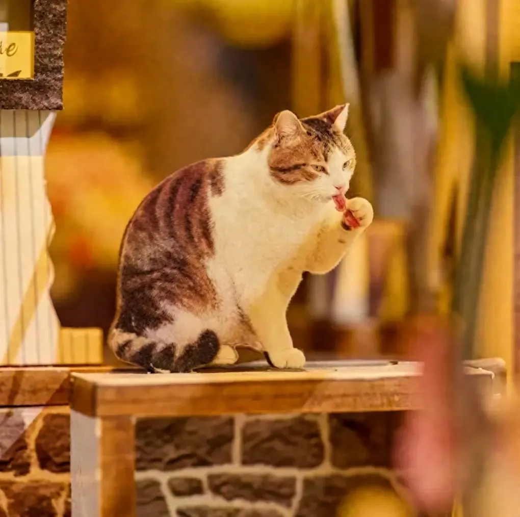 Vivid Lifelike Tabby Cat Scene Ornament