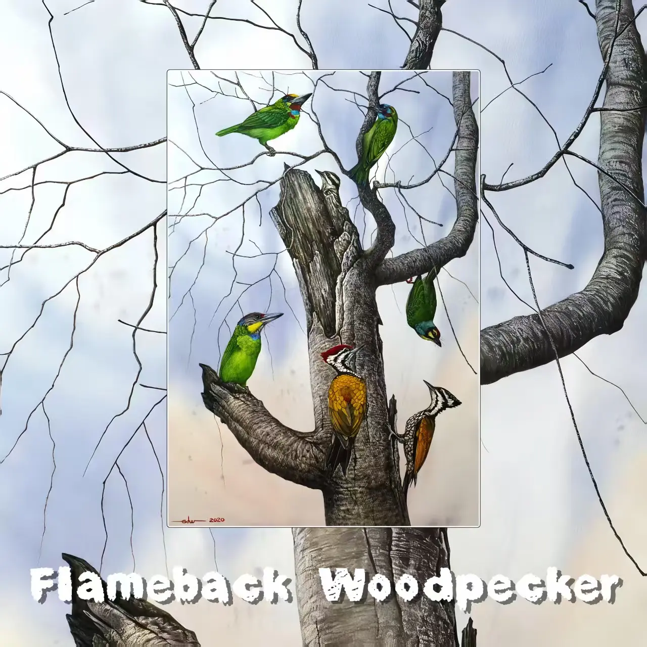 Postcards - Malaysia's Birds Collection (Series 1)