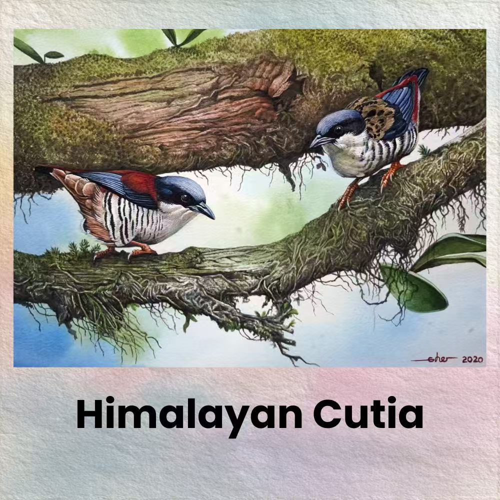 Postcards - Malaysia's Birds Collection (Series 3)