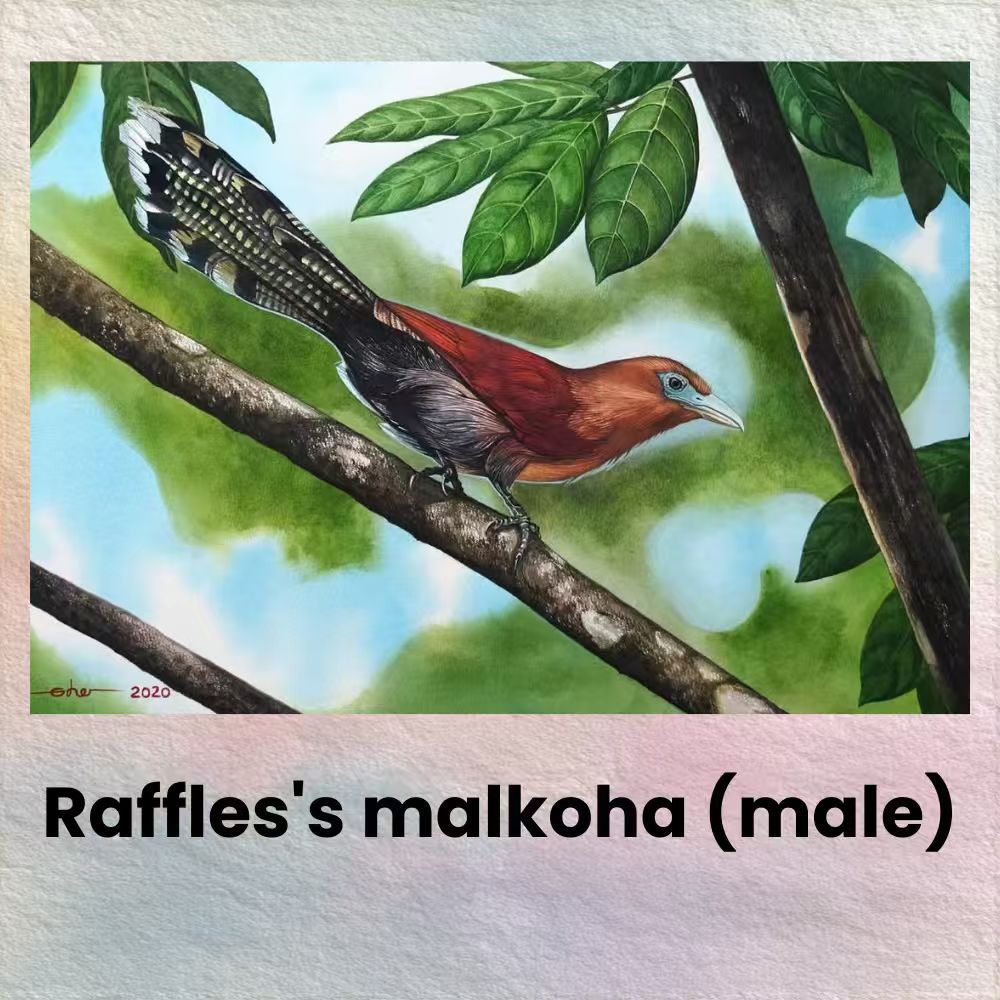 Postcards - Malaysia's Birds Collection (Series 3)