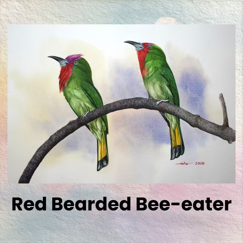 Postcards - Malaysia's Birds Collection (Series 3)