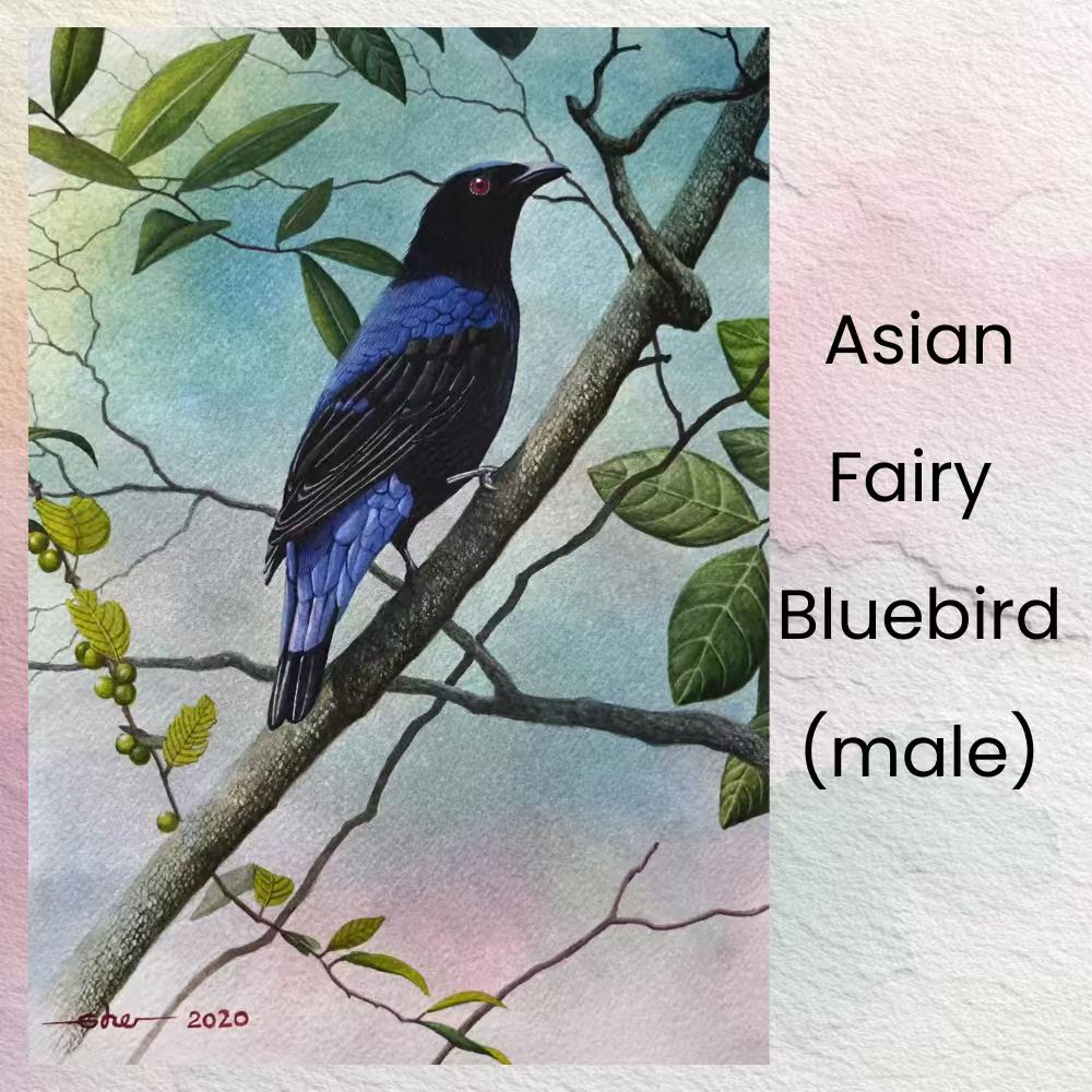 Postcards - Malaysia's Birds Collection (Series 1)