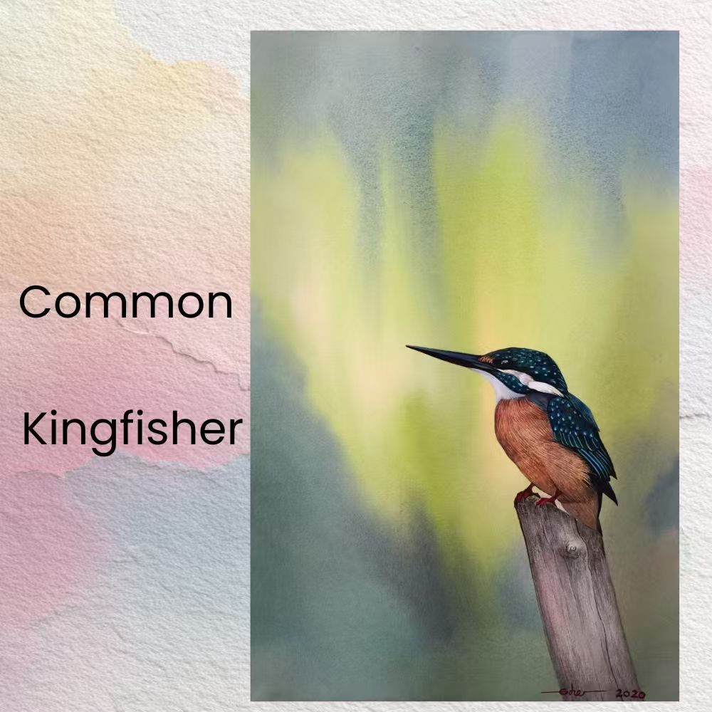 Postcards - Malaysia's Birds Collection (Series 1)