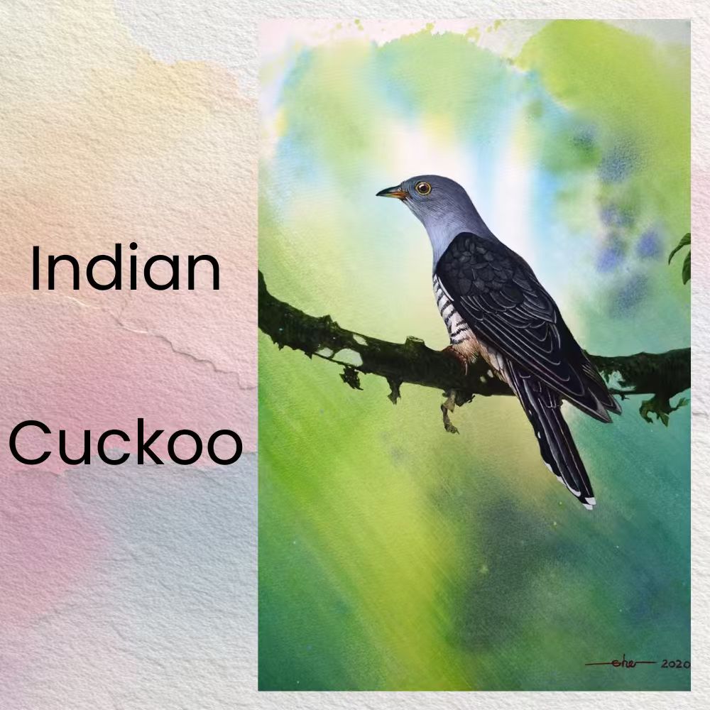 Postcards - Malaysia's Birds Collection (Series 1)