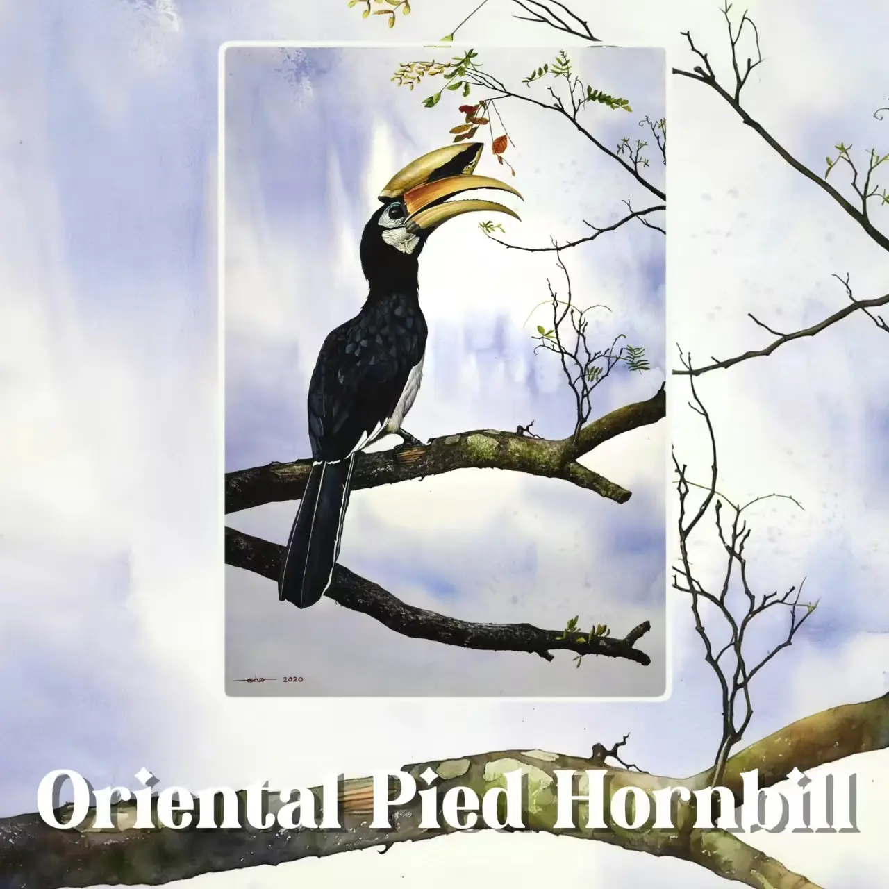 Postcards - Taiping's Birds Collection