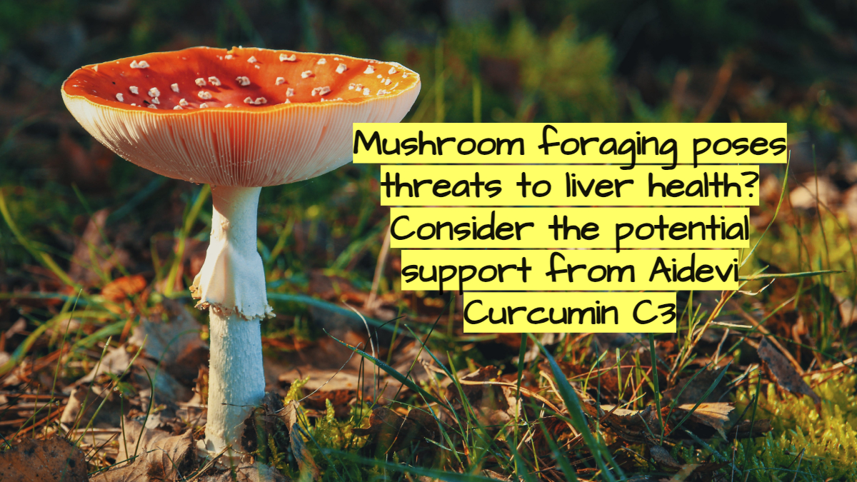Mushroom foraging poses threats to liver health? Consider the potential support from Aidevi Curcumin C3-AIDEVI