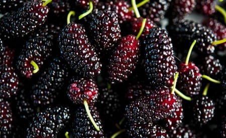 mulberries