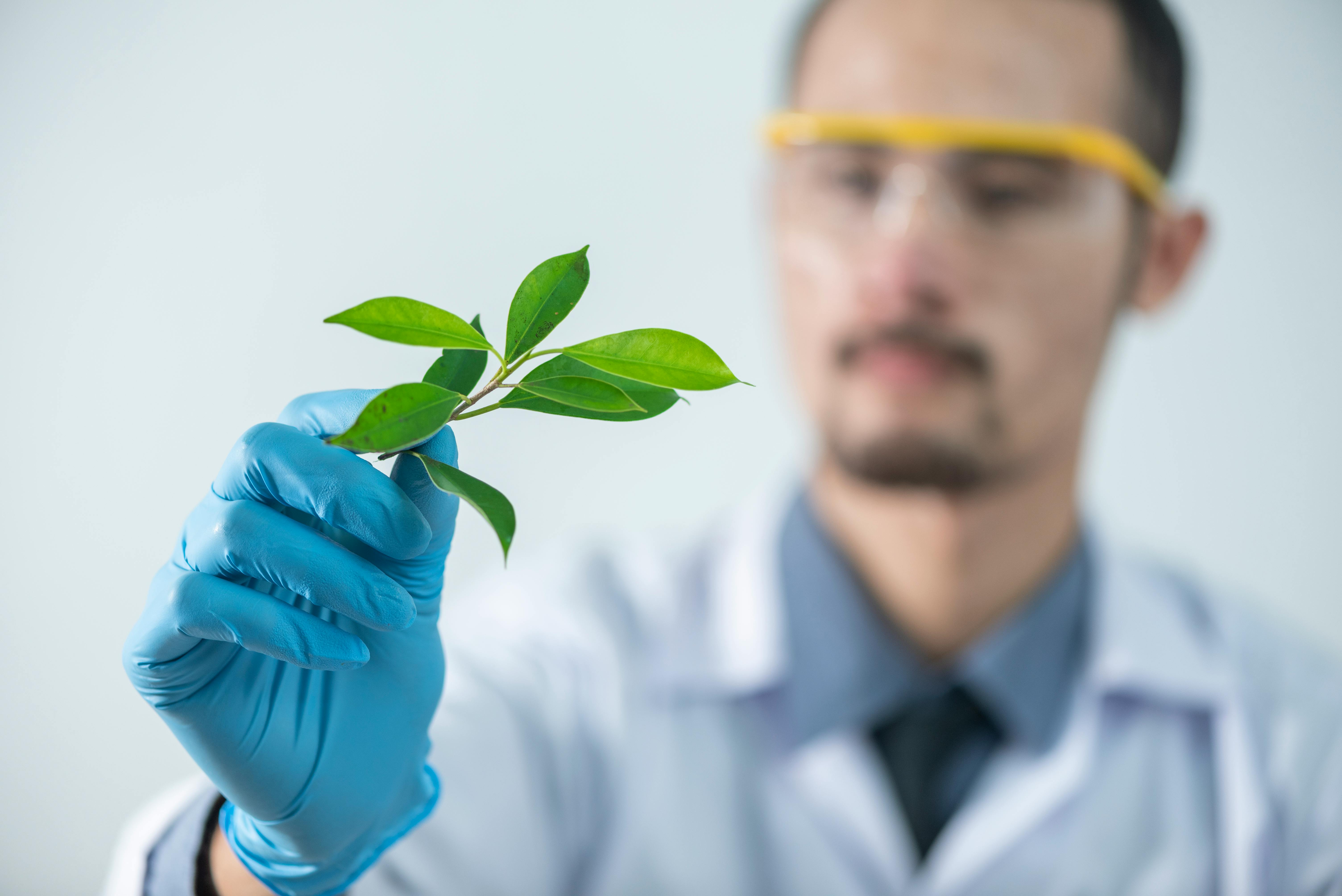 Person holding green leaf plant