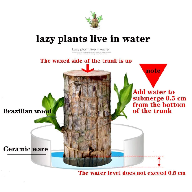 Lucky Brazil Wood Potted Plant
