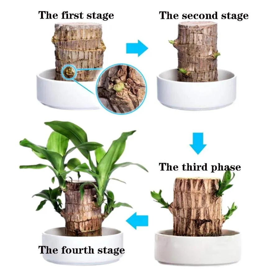 Lucky Brazil Wood Potted Plant