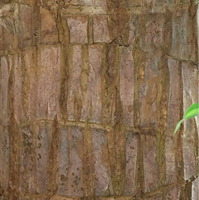 Lucky Brazil Wood Potted Plant