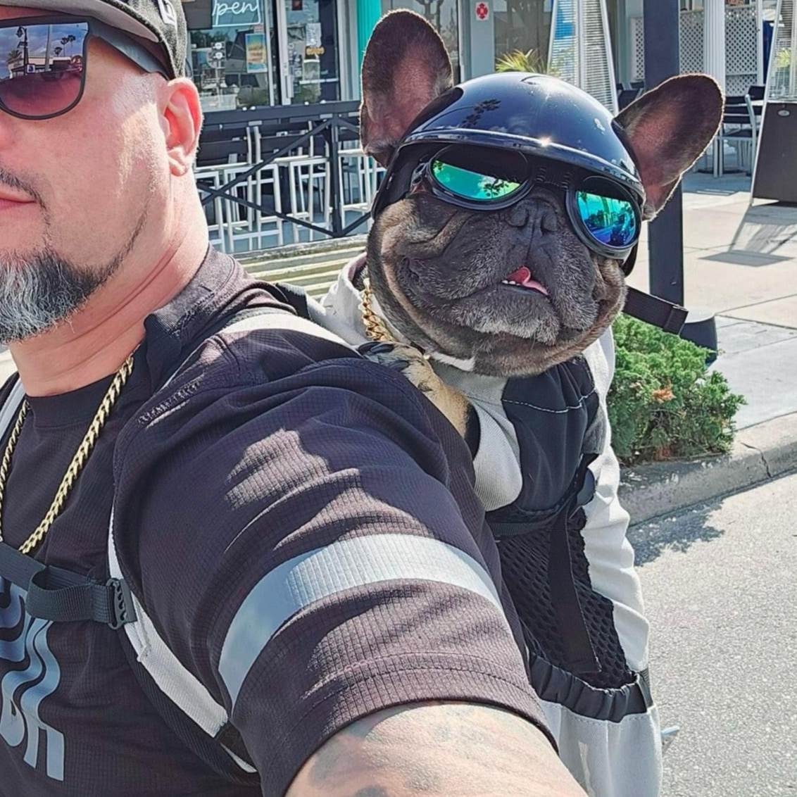 french bulldog backpack carrier