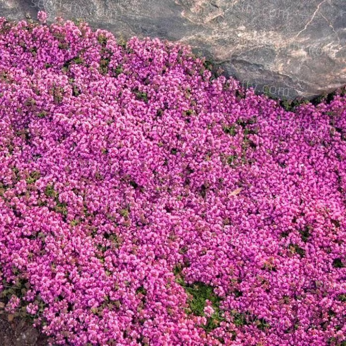 🔥⏰Last Day 70%OFF - ✨Creeping Thyme seeds for four seasons🏡| Create your perfect lawn here🌼-Festivesl