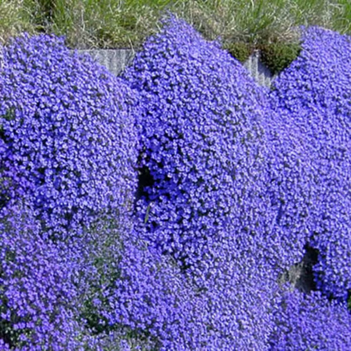 🔥⏰Last Day 70%OFF - ✨Creeping Thyme seeds for four seasons🏡| Create your perfect lawn here🌼-Festivesl