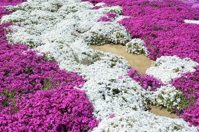🔥⏰Last Day 70%OFF - ✨Creeping Thyme seeds for four seasons🏡| Create your perfect lawn here🌼-Festivesl
