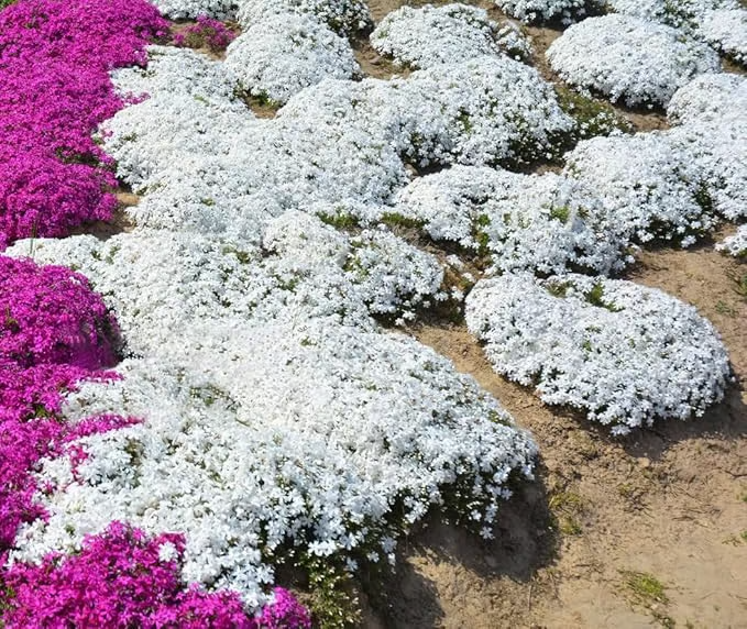 🔥⏰Last Day 70%OFF - ✨Creeping Thyme seeds for four seasons🏡| Create your perfect lawn here🌼-Festivesl