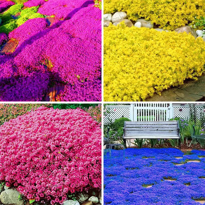 🔥⏰Last Day 70%OFF - ✨Creeping Thyme seeds for four seasons🏡| Create your perfect lawn here🌼-Festivesl