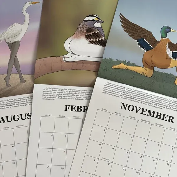2024 CALENDAR OF EXTREMELY ACCURATE BIRDS-Festivesl