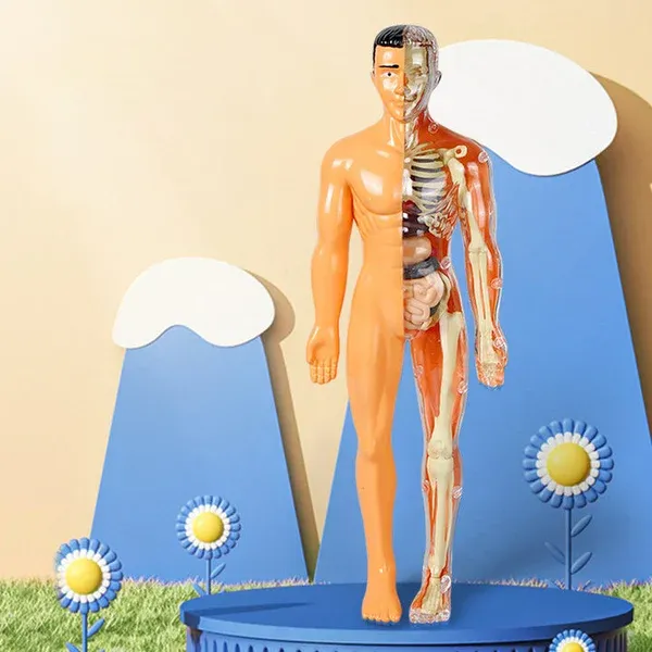 🎁2023-Christmas Hot Sale🎁 48% OFF - 3d Human Body Torso Model for Kid Anatomy Model Skeleton-Festivesl