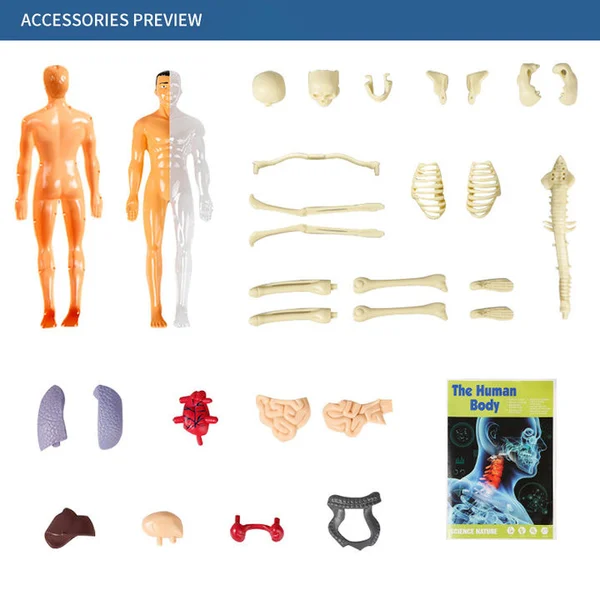 🎁2023-Christmas Hot Sale🎁 48% OFF - 3d Human Body Torso Model for Kid Anatomy Model Skeleton-Festivesl