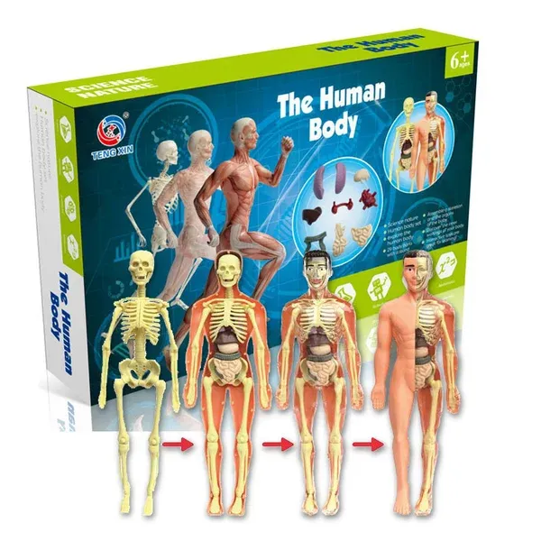 🎁2023-Christmas Hot Sale🎁 48% OFF - 3d Human Body Torso Model for Kid Anatomy Model Skeleton-Festivesl