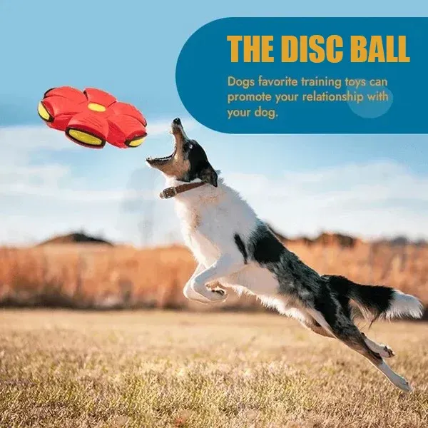 🔥2024 New Year Sale🐶The Doggy Disc Ball - Non-Stop Fun For Your Pets!💞-Festivesl