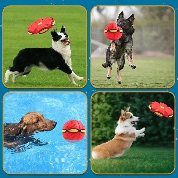🔥2024 New Year Sale🐶The Doggy Disc Ball - Non-Stop Fun For Your Pets!💞-Festivesl