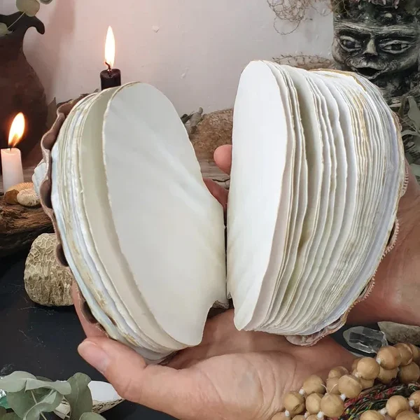 Abalone Shell/Lion’s Paw Shell/Scallop Shell Journal-Festivesl