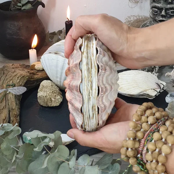 Abalone Shell/Lion’s Paw Shell/Scallop Shell Journal-Festivesl