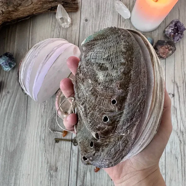 Abalone Shell/Lion’s Paw Shell/Scallop Shell Journal-Festivesl