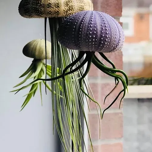 💖Mother's Day Hot Sale🔥Hanging Air Plant Jellyfish🌱-Festivesl