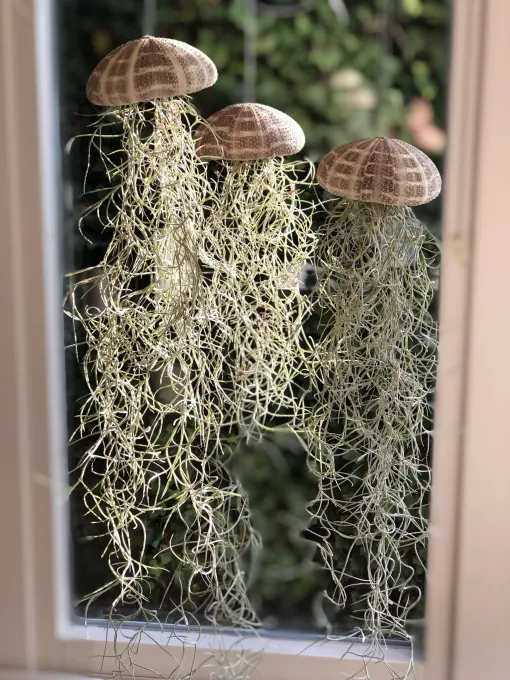 💖Mother's Day Hot Sale🔥Hanging Air Plant Jellyfish🌱-Festivesl