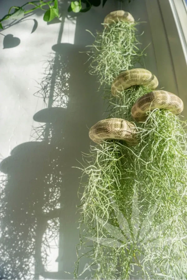 💖Mother's Day Hot Sale🔥Hanging Air Plant Jellyfish🌱-Festivesl