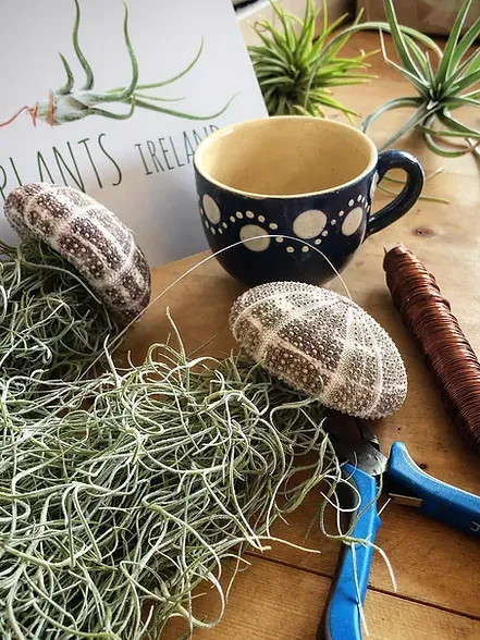 💖Mother's Day Hot Sale🔥Hanging Air Plant Jellyfish🌱-Festivesl