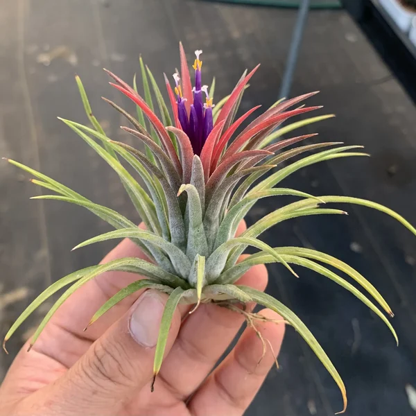 💖Mother's Day Hot Sale🔥Hanging Air Plant Jellyfish🌱-Festivesl