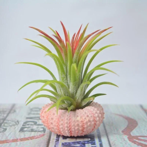 💖Mother's Day Hot Sale🔥Hanging Air Plant Jellyfish🌱-Festivesl