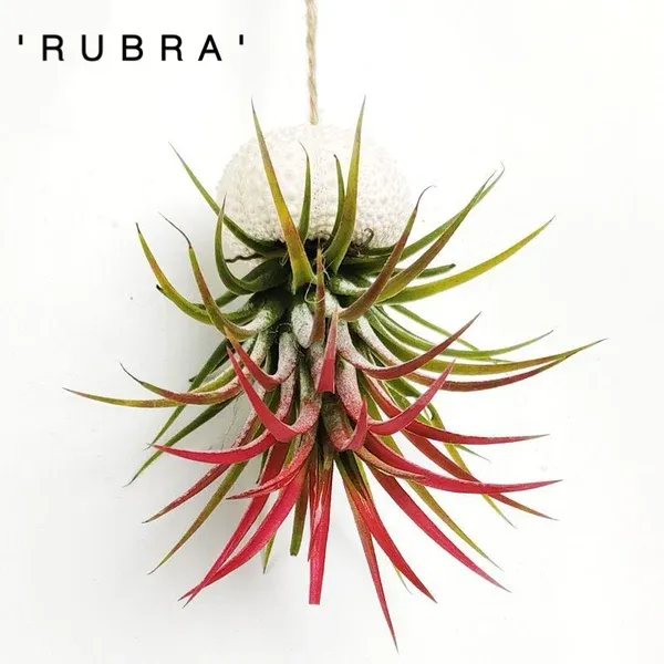 💖Mother's Day Hot Sale🔥Hanging Air Plant Jellyfish🌱-Festivesl