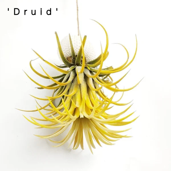 💖Mother's Day Hot Sale🔥Hanging Air Plant Jellyfish🌱-Festivesl