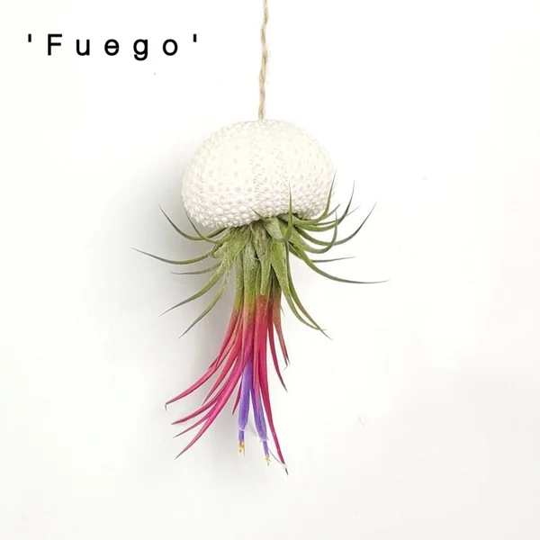 💖Mother's Day Hot Sale🔥Hanging Air Plant Jellyfish🌱-Festivesl