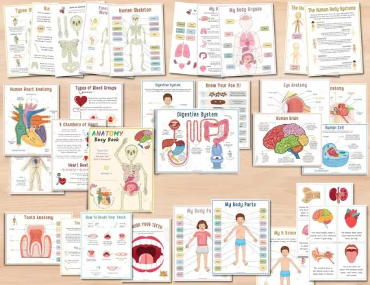 📚️🫁Human Anatomy Busy Book🎅Best Christmas Gift for kids