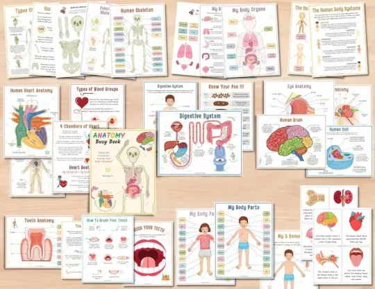 📚️🫁Human Anatomy Busy Book🎅Best Christmas Gift for kids