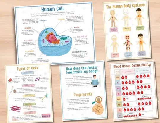 📚️🫁Human Anatomy Busy Book🎅Best Christmas Gift for kids