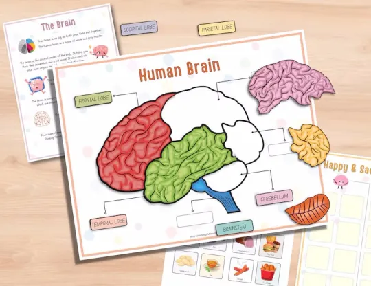 📚️🫁Human Anatomy Busy Book🎅Best Christmas Gift for kids